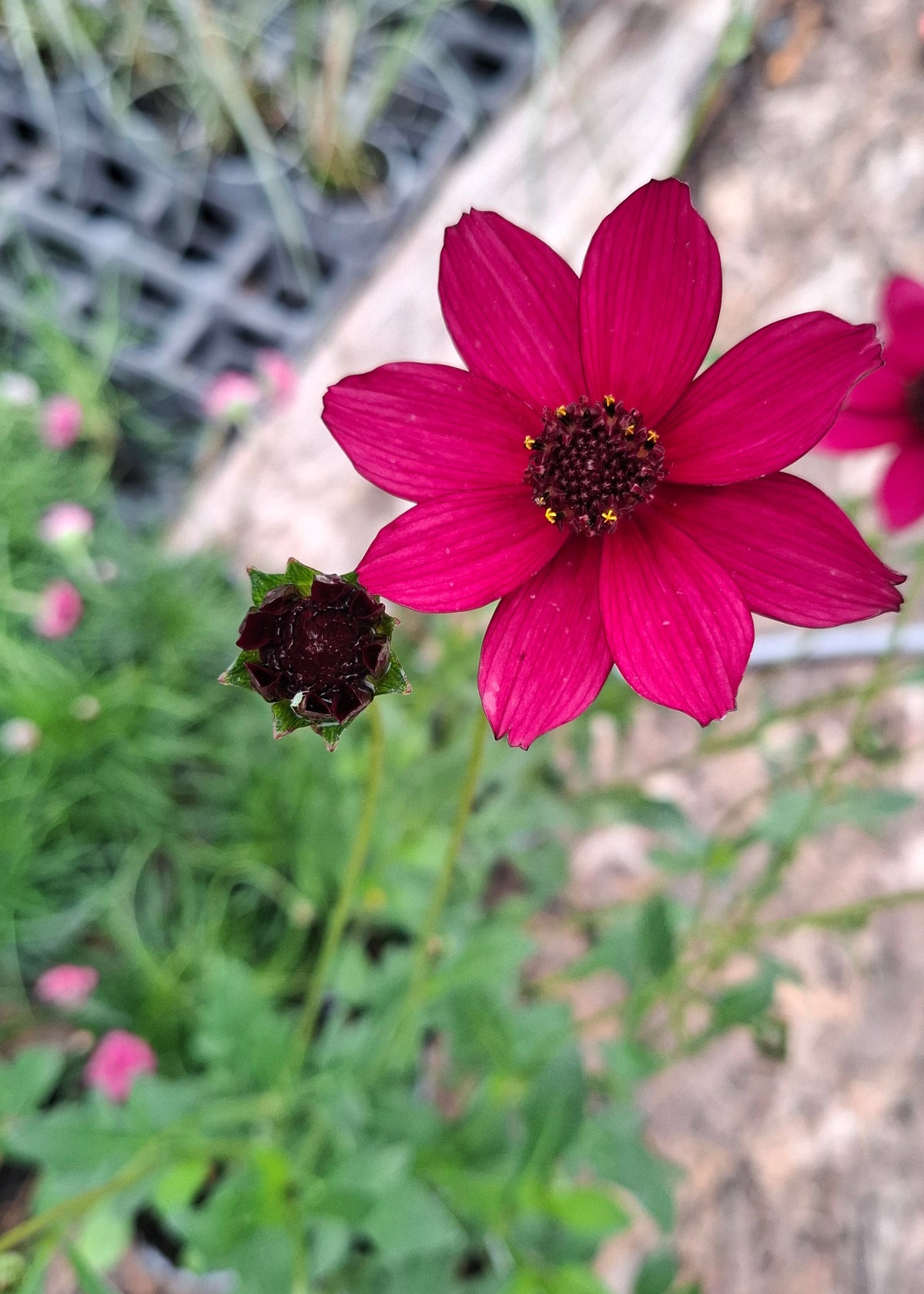 Cosmos atrosanguineus 'Cherry Chocolate'