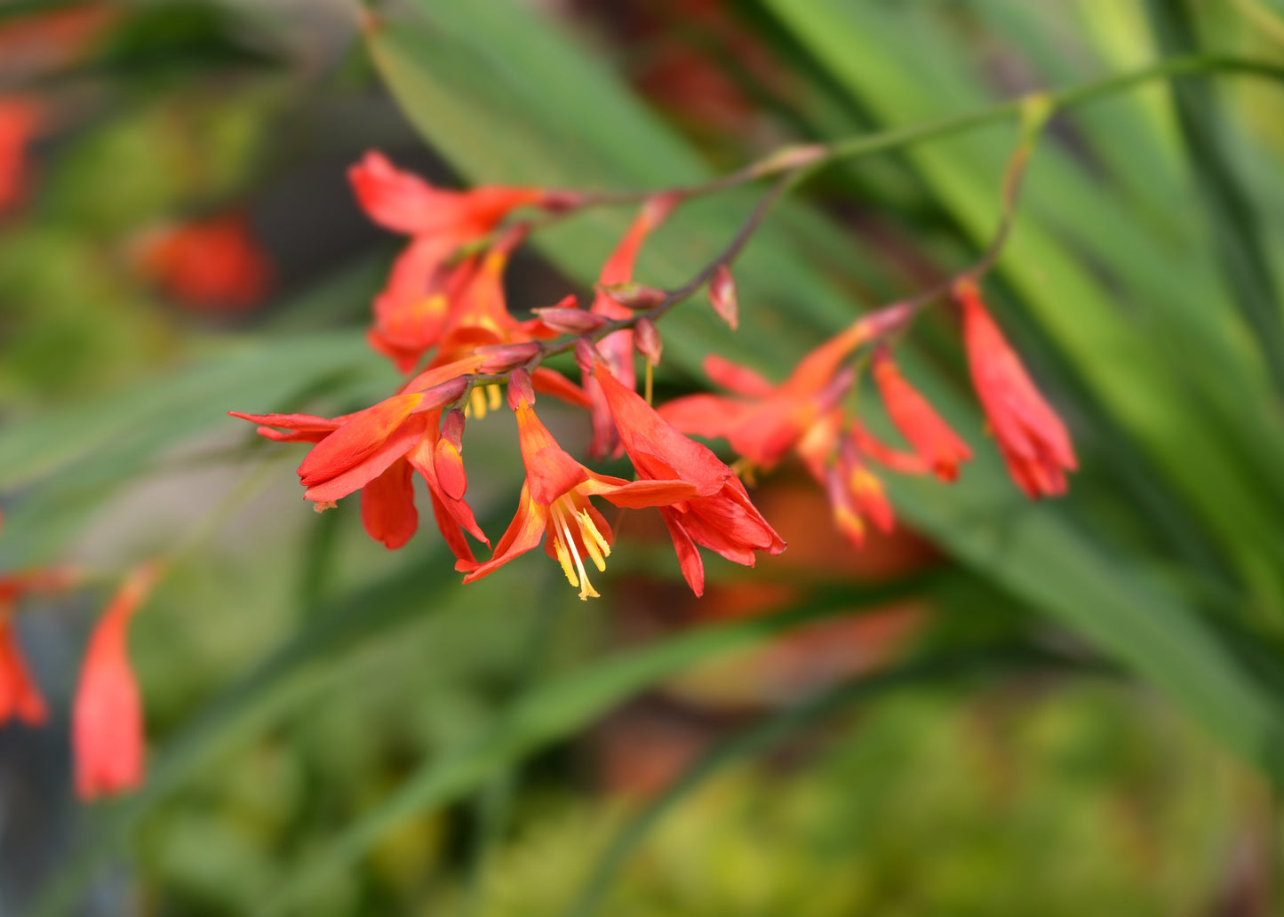 Crocosmia 'Carmine Brilliant'