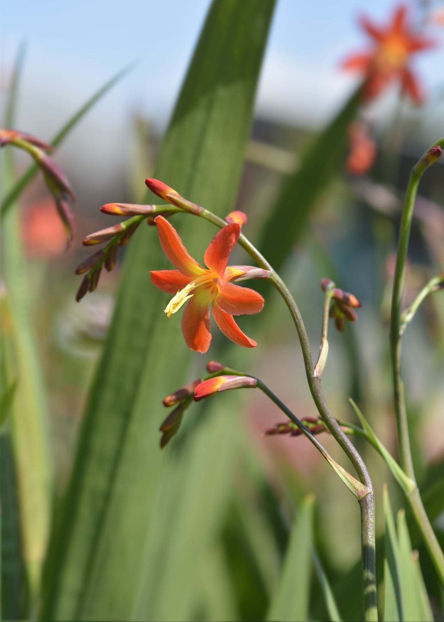 Crocosmia 'Carmine Brilliant'