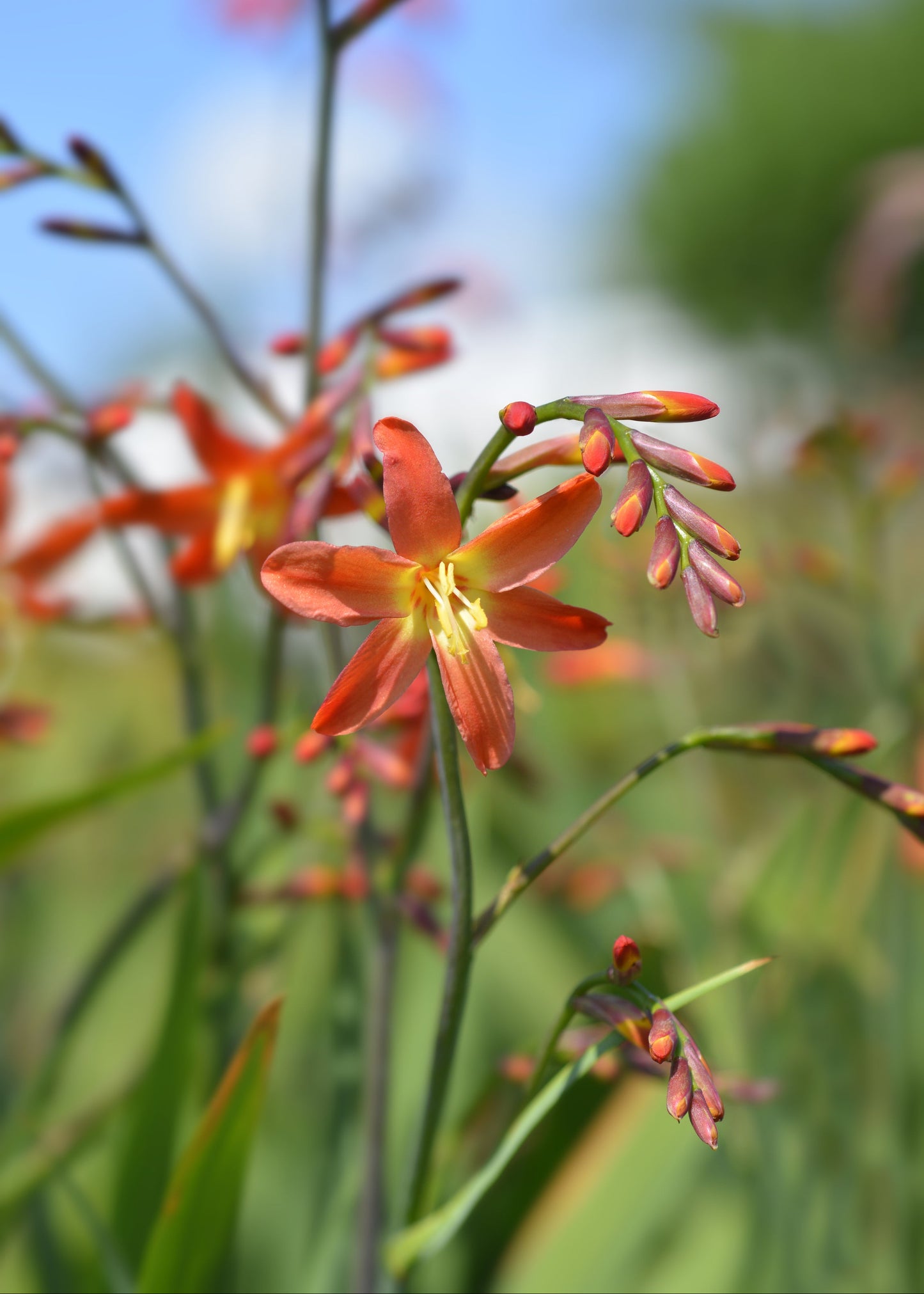 Crocosmia 'Carmine Brilliant'