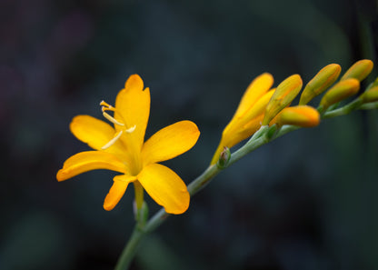 Crocosmia 'George Davidson'