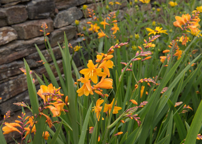 Crocosmia 'George Davidson'
