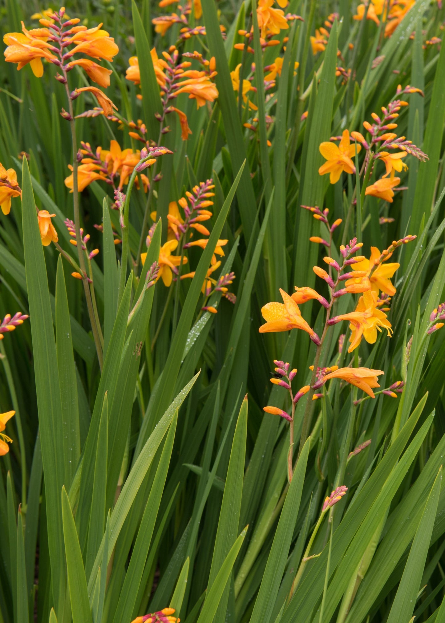 Crocosmia 'George Davidson'