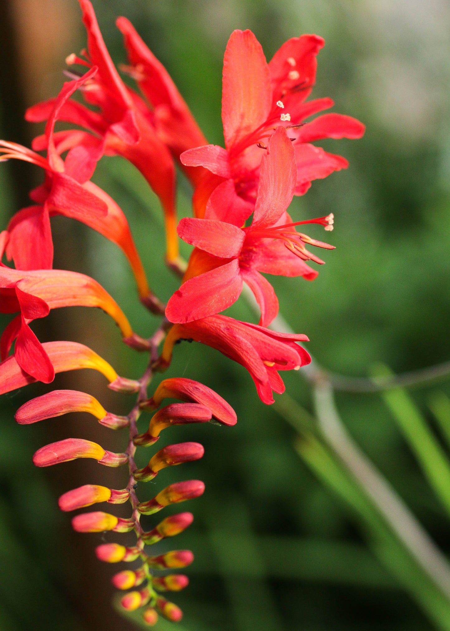 Crocosmia 'Lucifer'