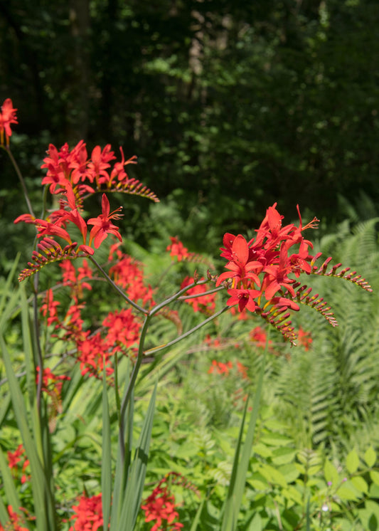 Crocosmia 'Lucifer'