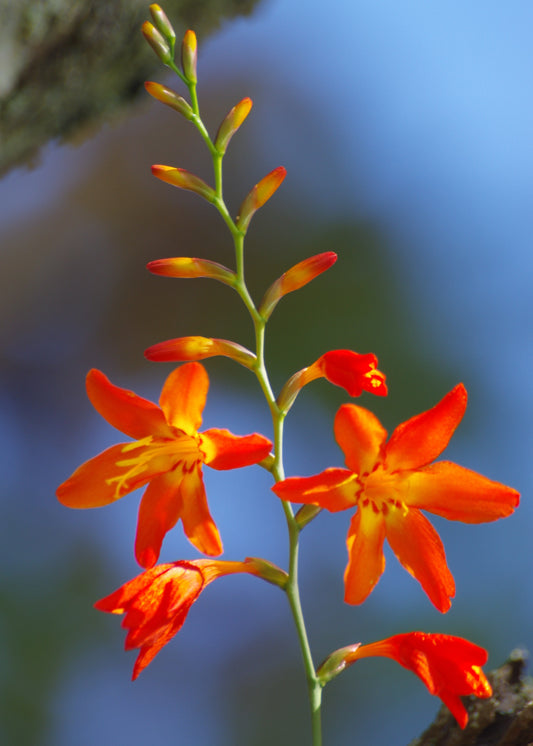 Crocosmia 'Meteore'