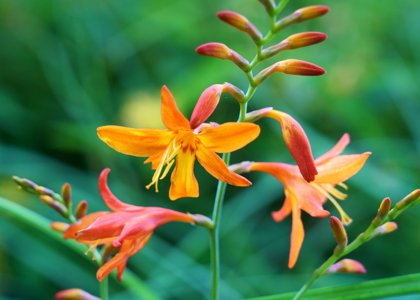 Crocosmia 'Meteore'