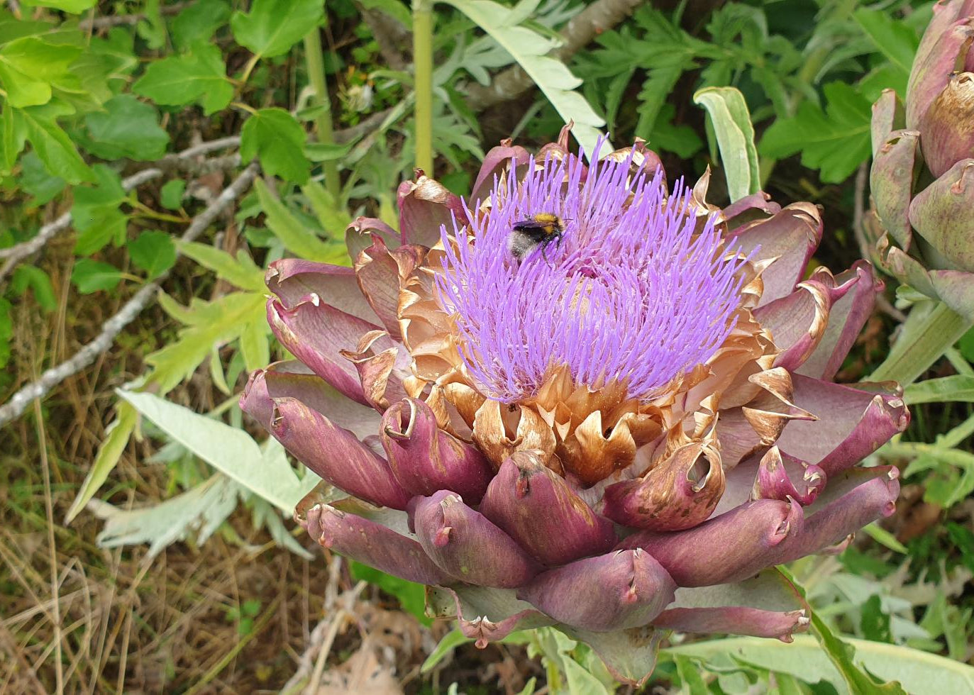 Cynara scolymus / Globe Artichoke