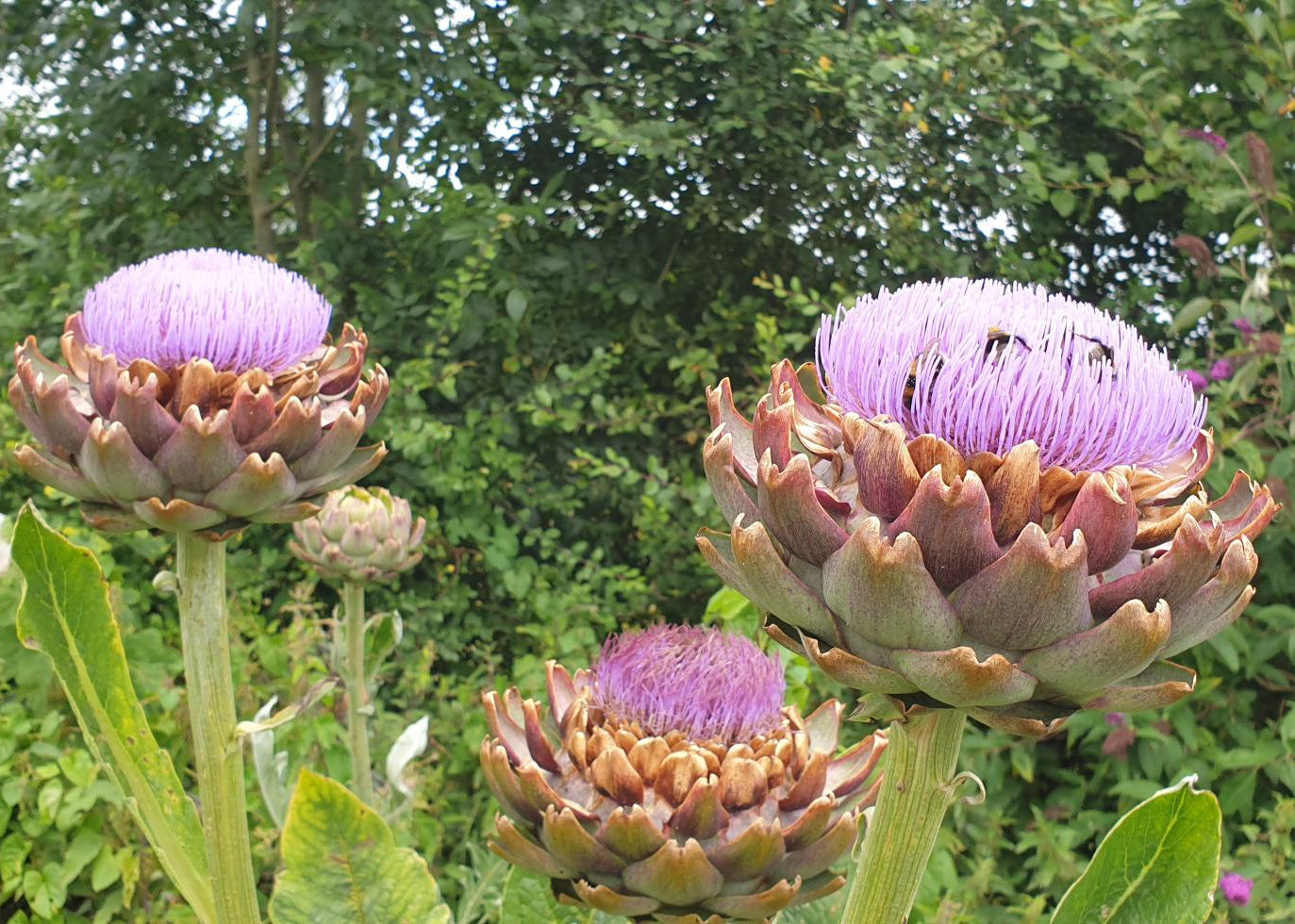 Cynara scolymus / Globe Artichoke