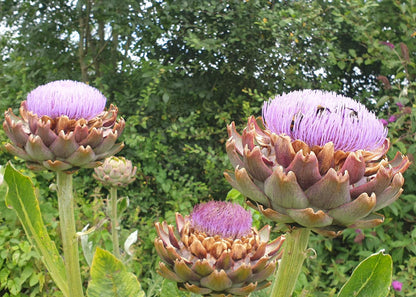 Cynara scolymus / Globe Artichoke