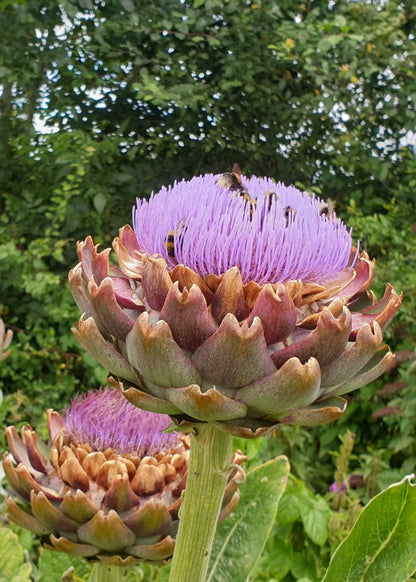 Cynara scolymus / Globe Artichoke
