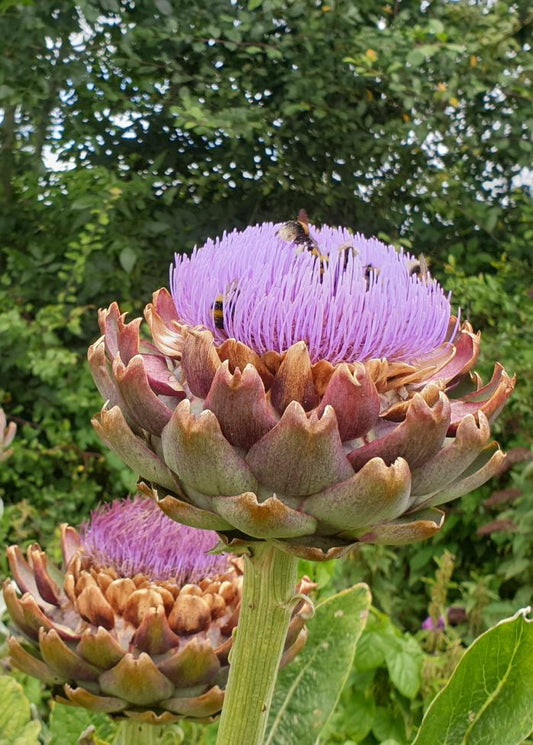 Cynara scolymus / Globe Artichoke