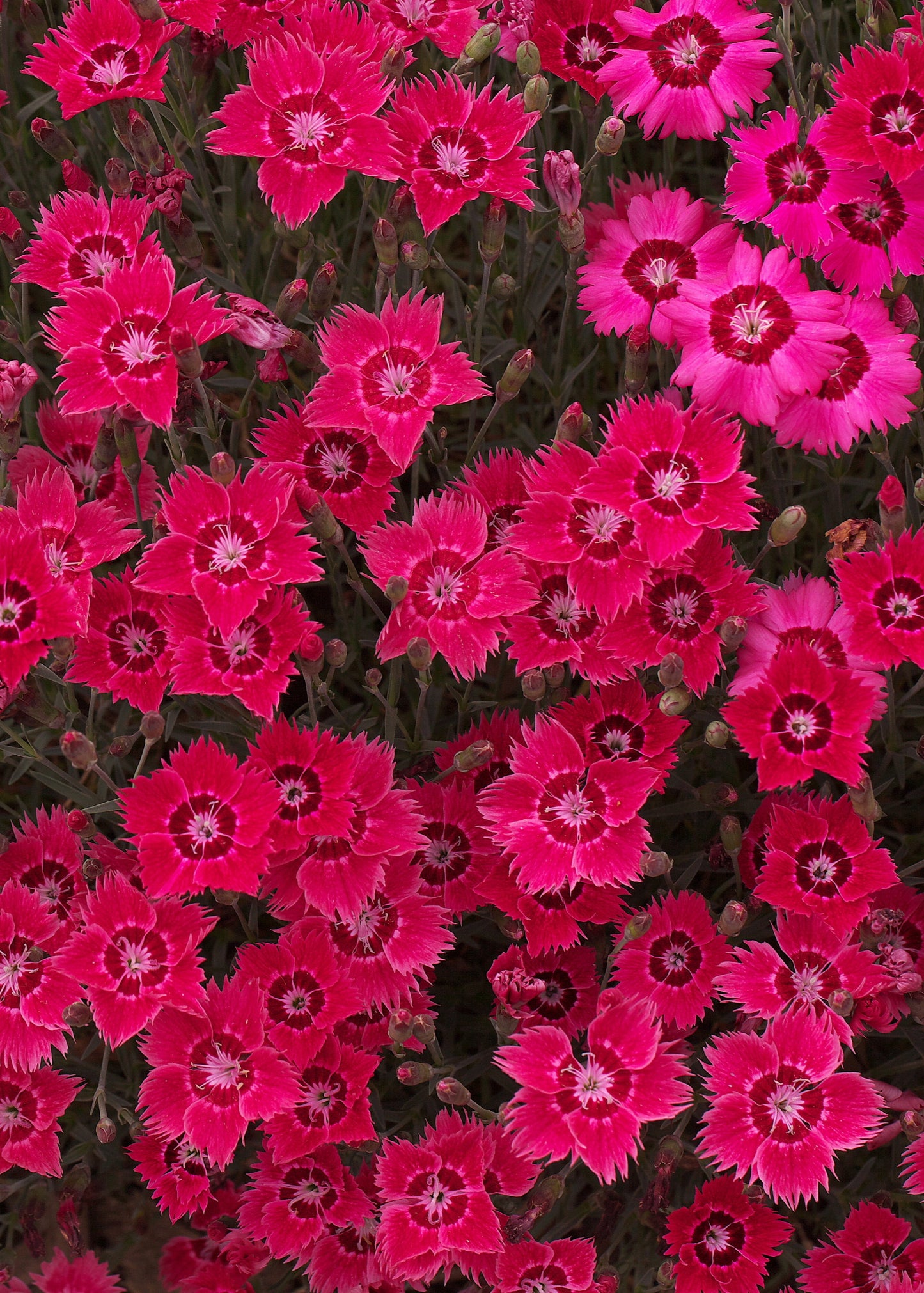 Dianthus deltoides 'Flashing Lights'