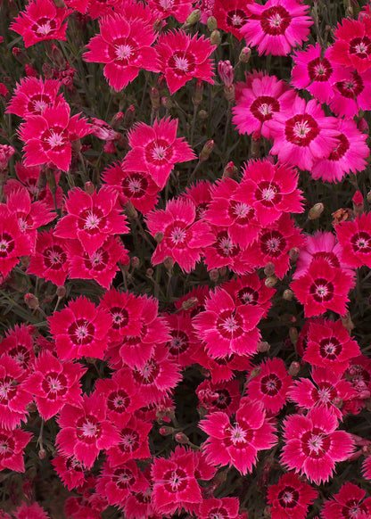 Dianthus deltoides 'Flashing Lights'