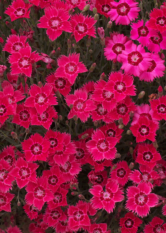 Dianthus deltoides 'Flashing Lights'