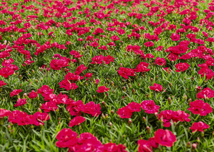 Dianthus deltoides 'Flashing Lights'