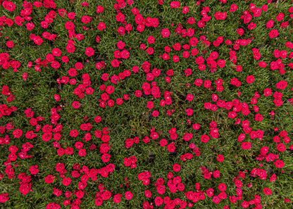 Dianthus deltoides 'Flashing Lights'