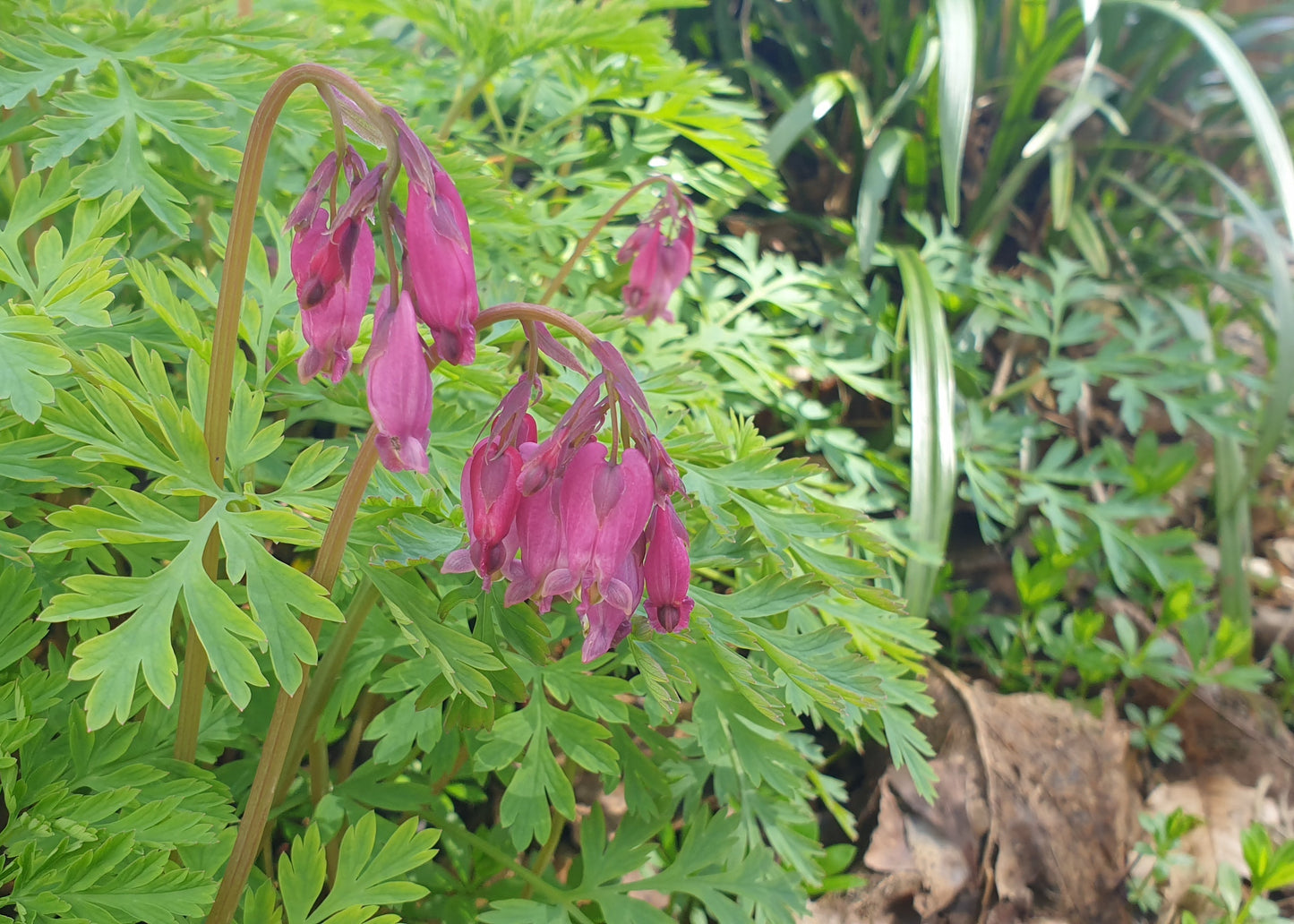 Dicentra formosa