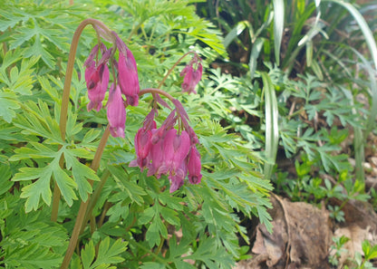 Dicentra formosa