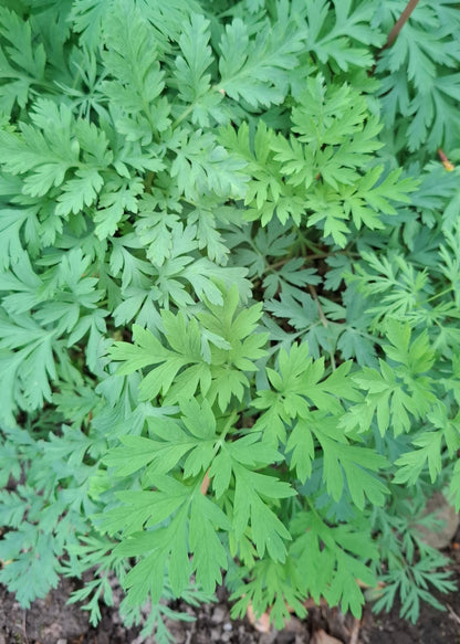 Dicentra formosa
