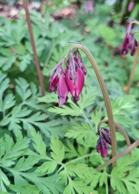 Dicentra formosa