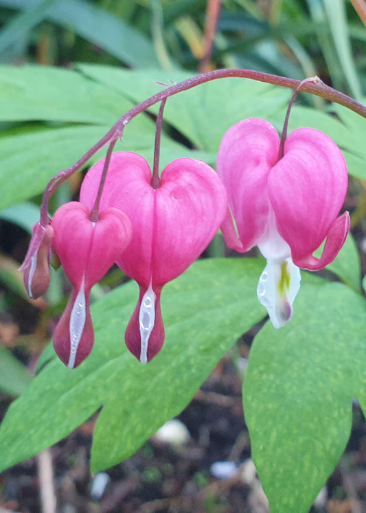 Dicentra spectabilis