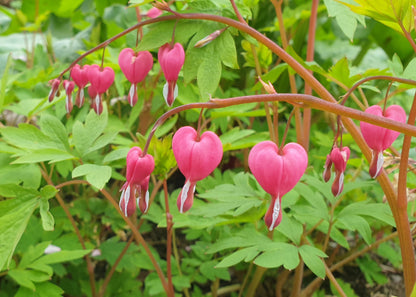 Dicentra spectabilis