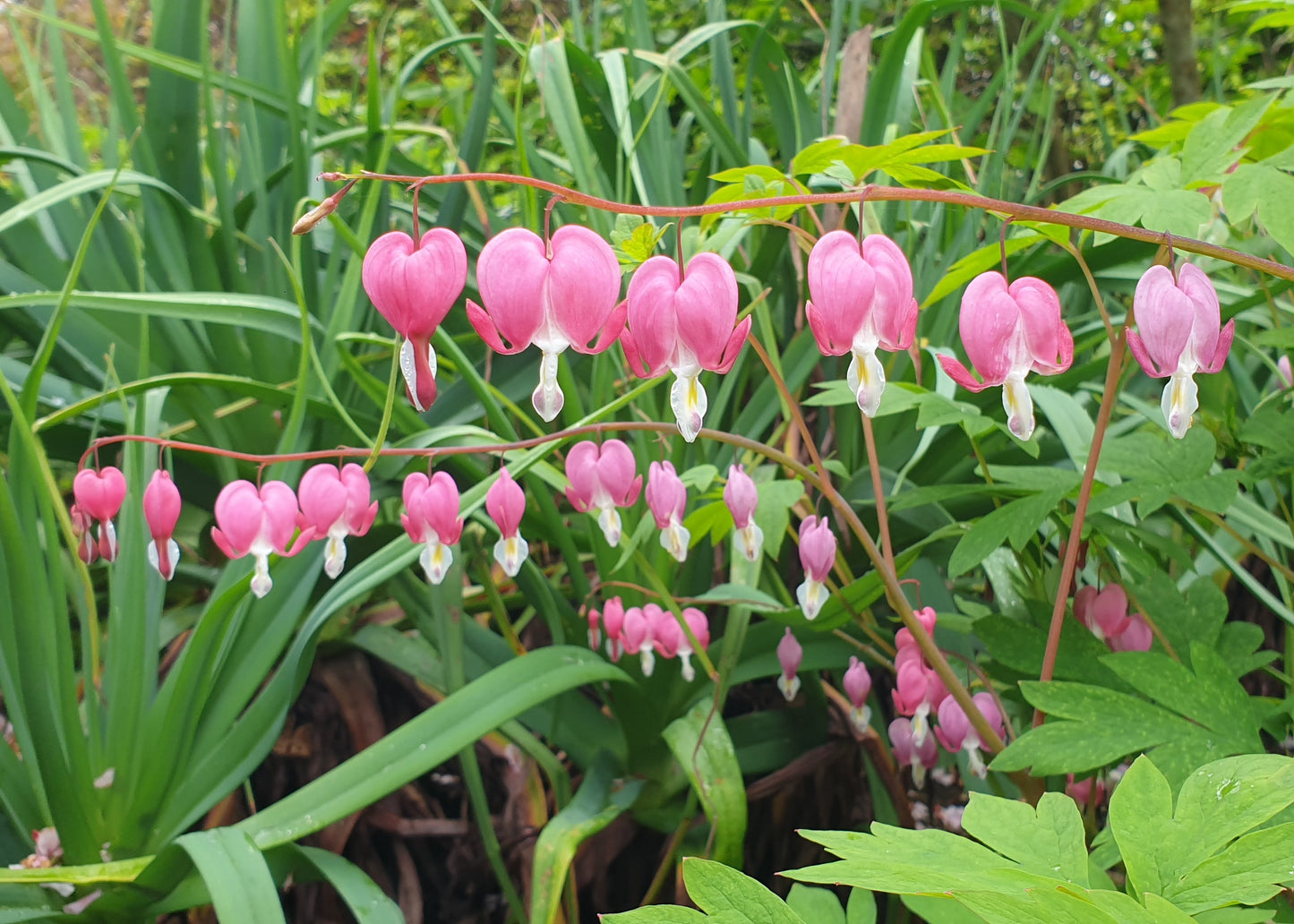 Dicentra spectabilis