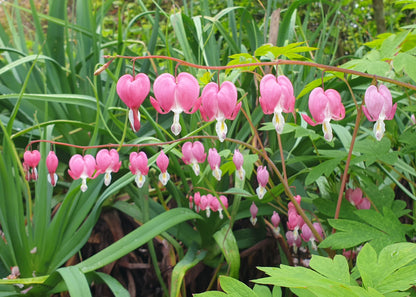Dicentra spectabilis