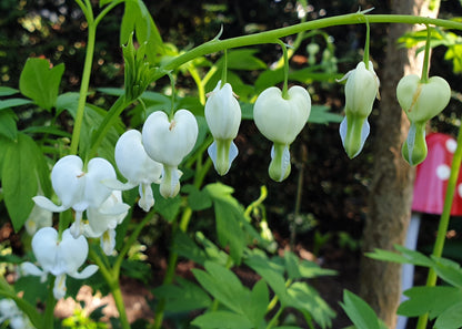 Dicentra spectabilis 'Alba'