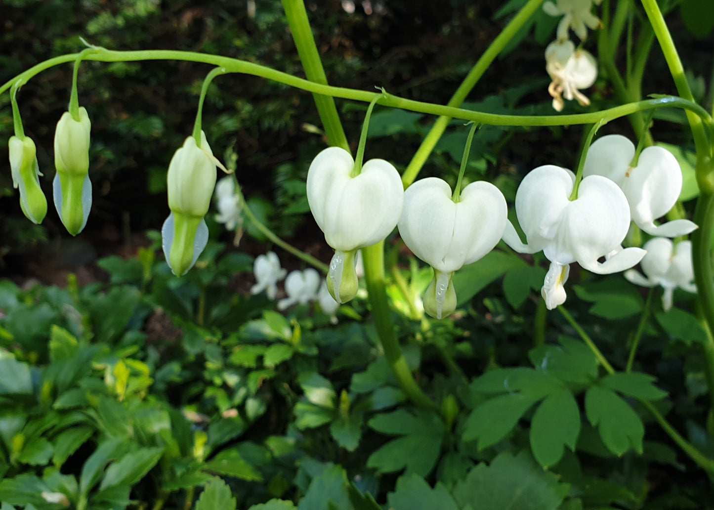 Dicentra spectabilis 'Alba'