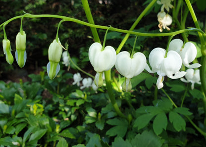 Dicentra spectabilis 'Alba'