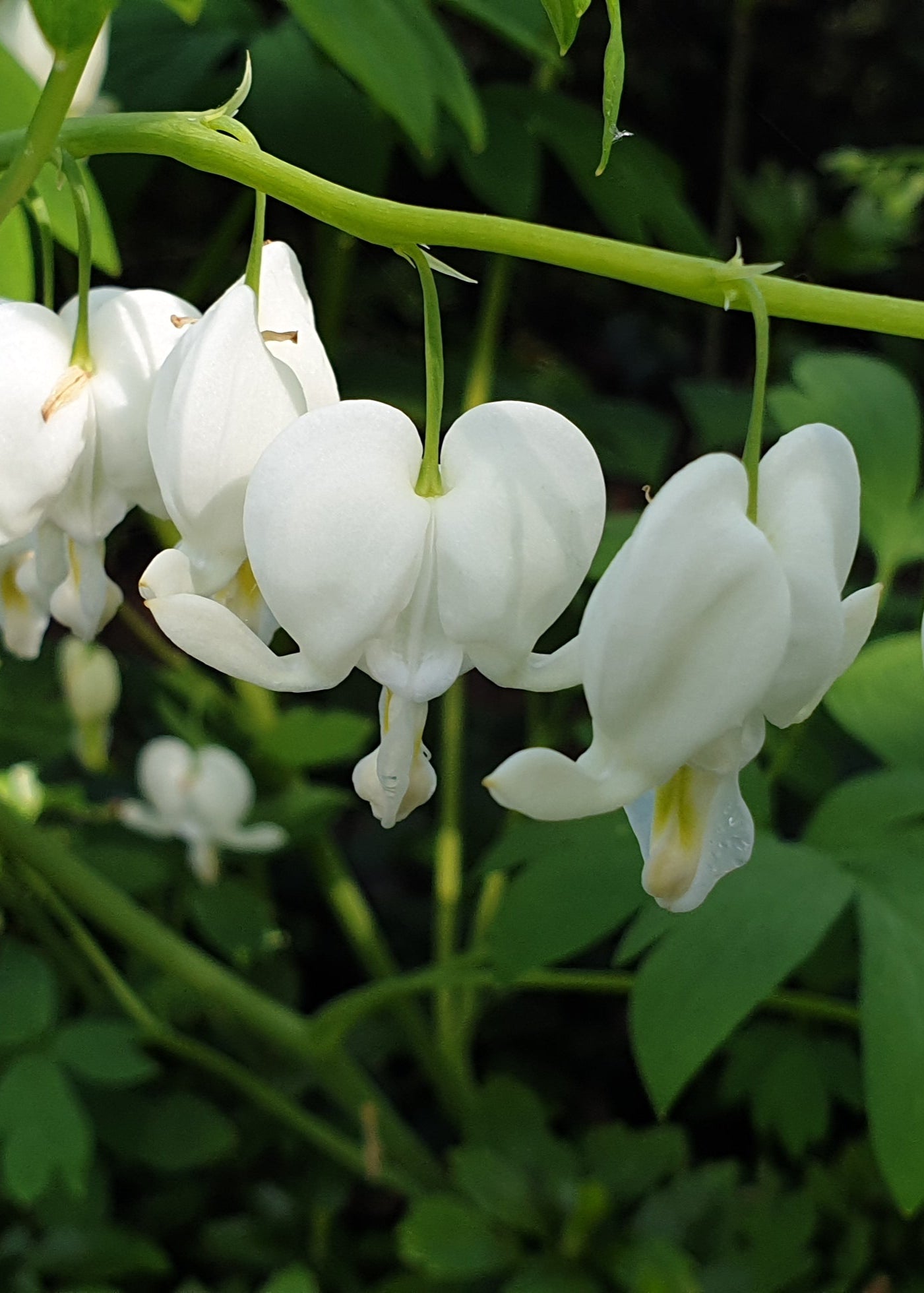 Dicentra spectabilis 'Alba'