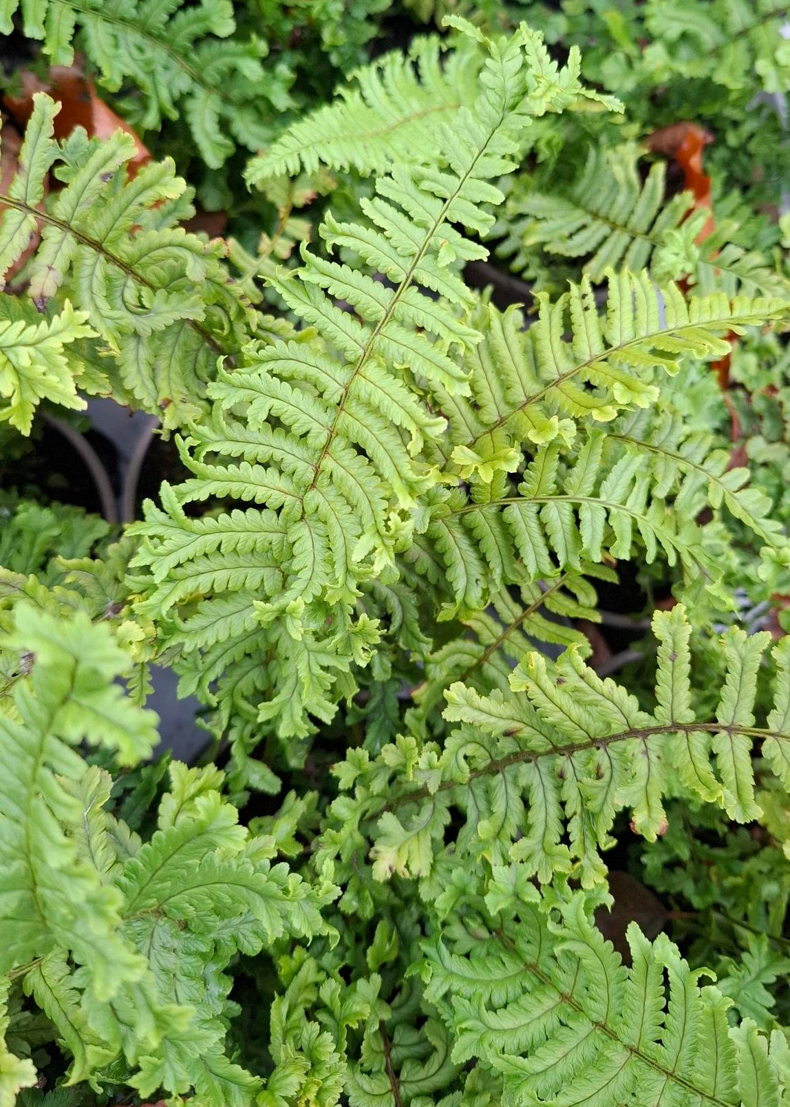 Dryopteris affinis 'Cristata / The King'