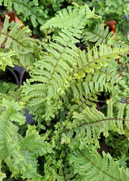 Dryopteris affinis 'Cristata / The King'