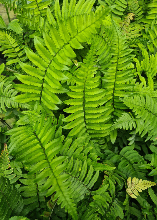 Dryopteris atrata