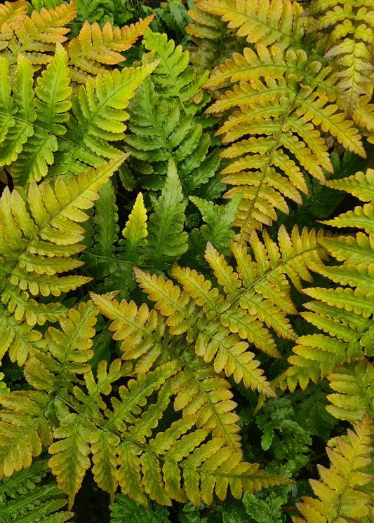Dryopteris erythrosora / Autumn Fern