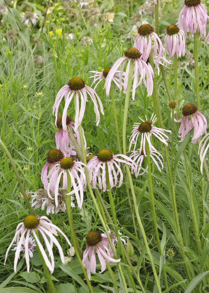 Echinacea pallida 'Hula Dancer'