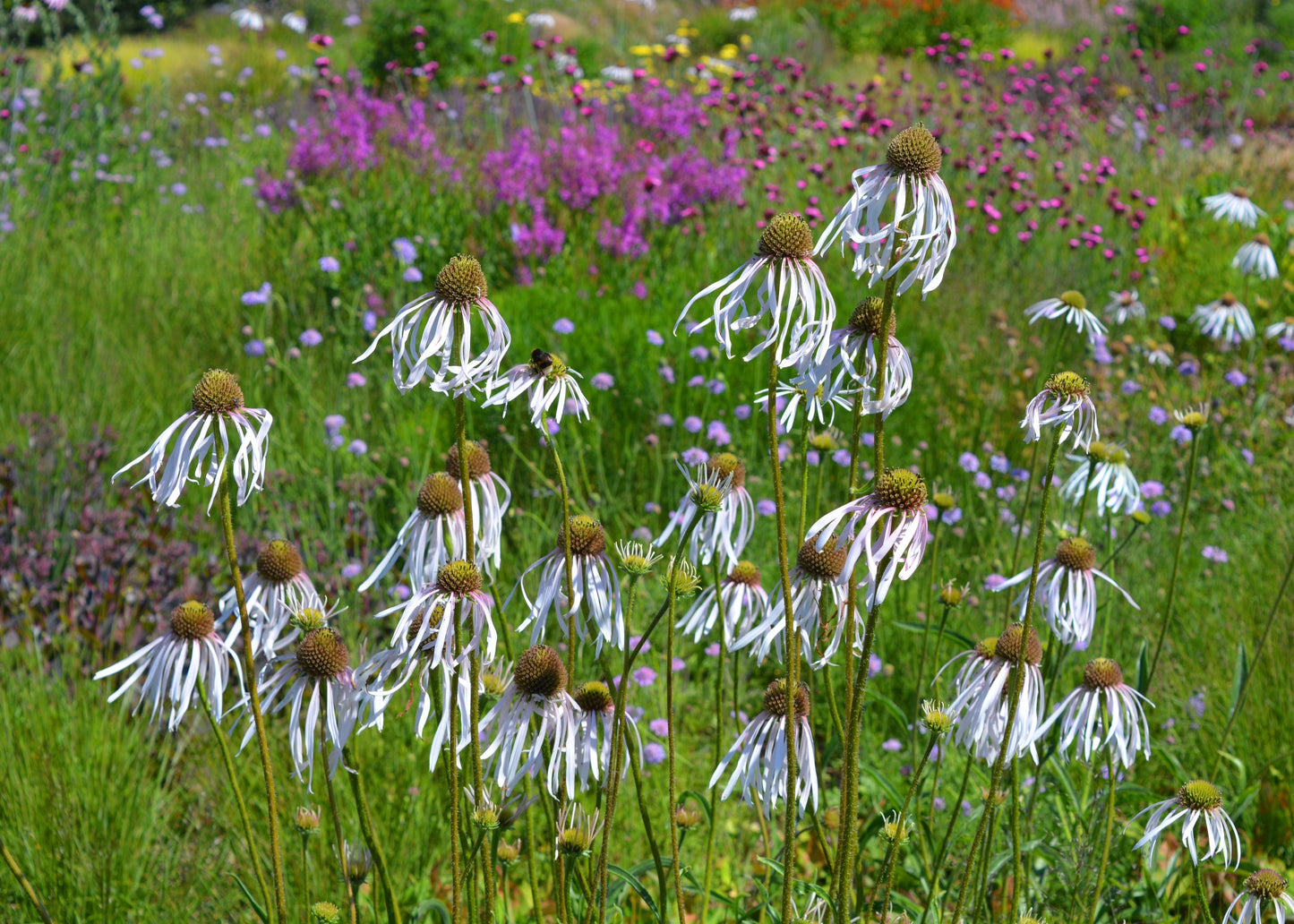 Echinacea pallida 'Hula Dancer'