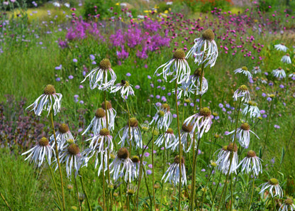 Echinacea pallida 'Hula Dancer'