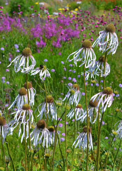 Echinacea pallida 'Hula Dancer'