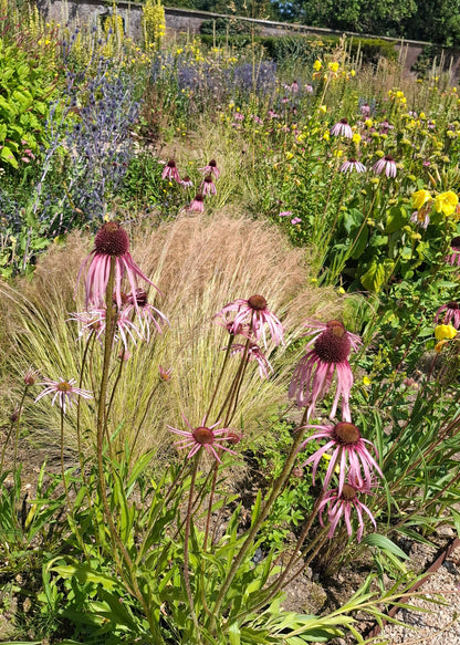 Echinacea pallida 'Hula Dancer'