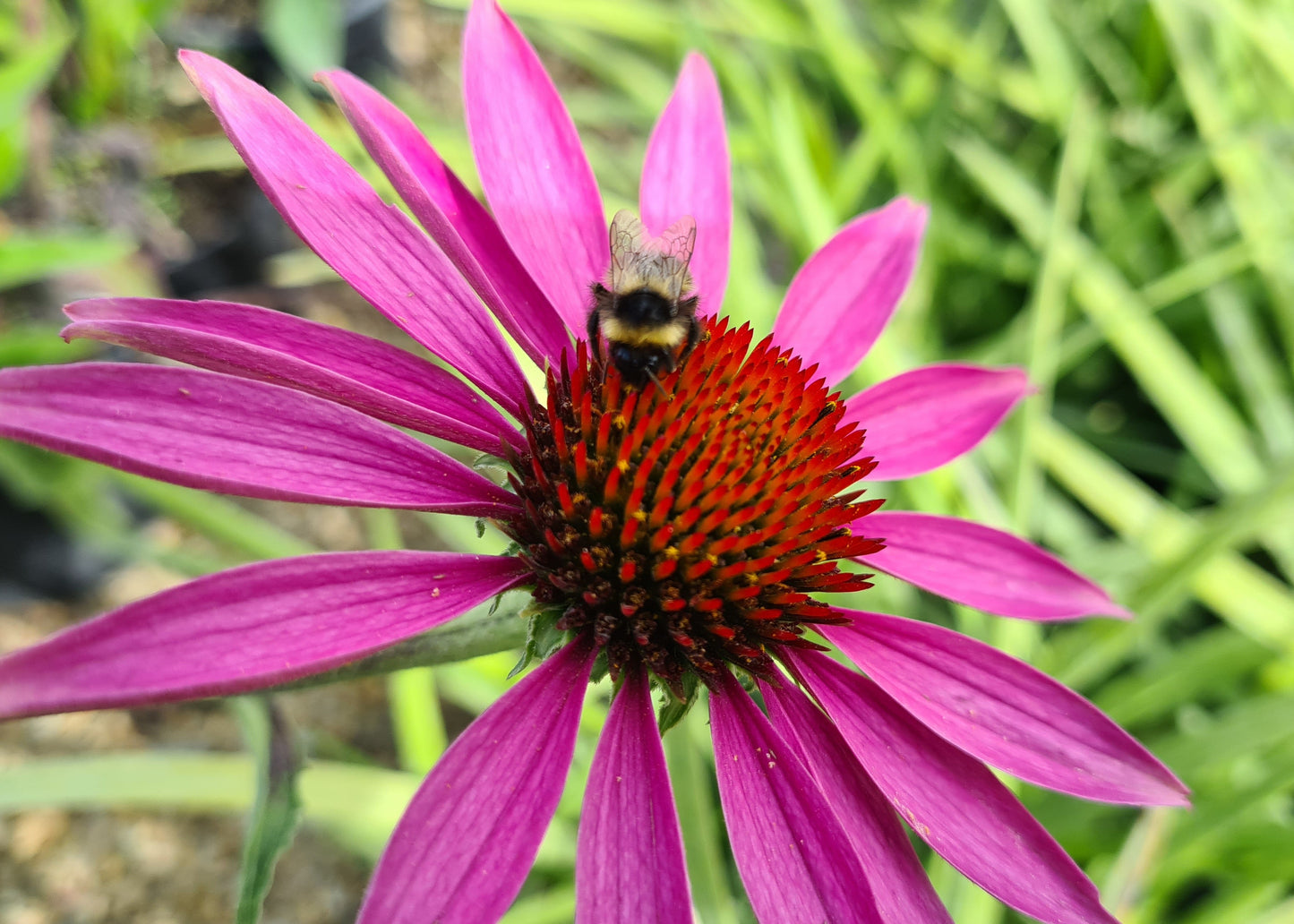 Echinacea purpurea 'Magnus'