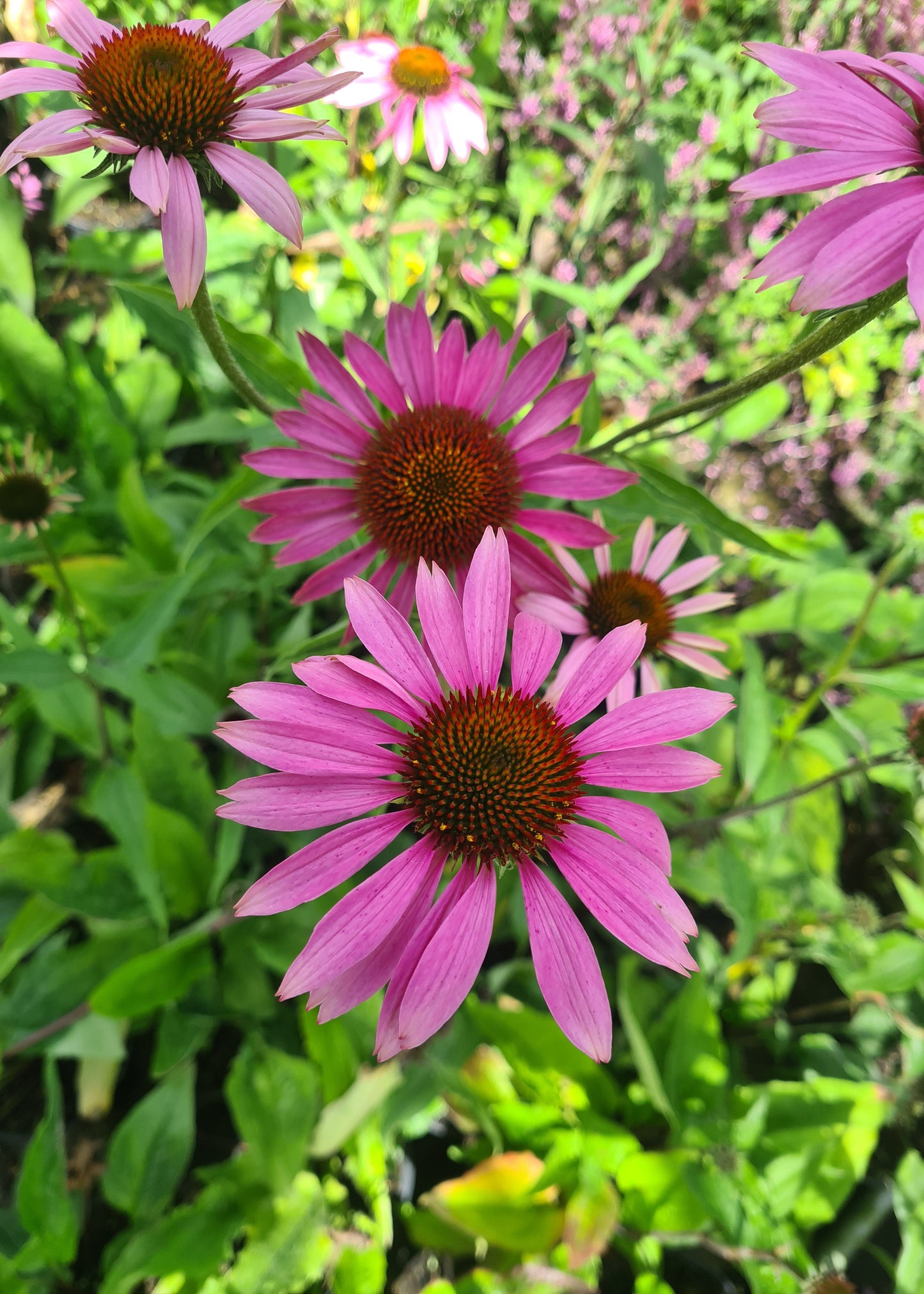 Echinacea purpurea 'Magnus'