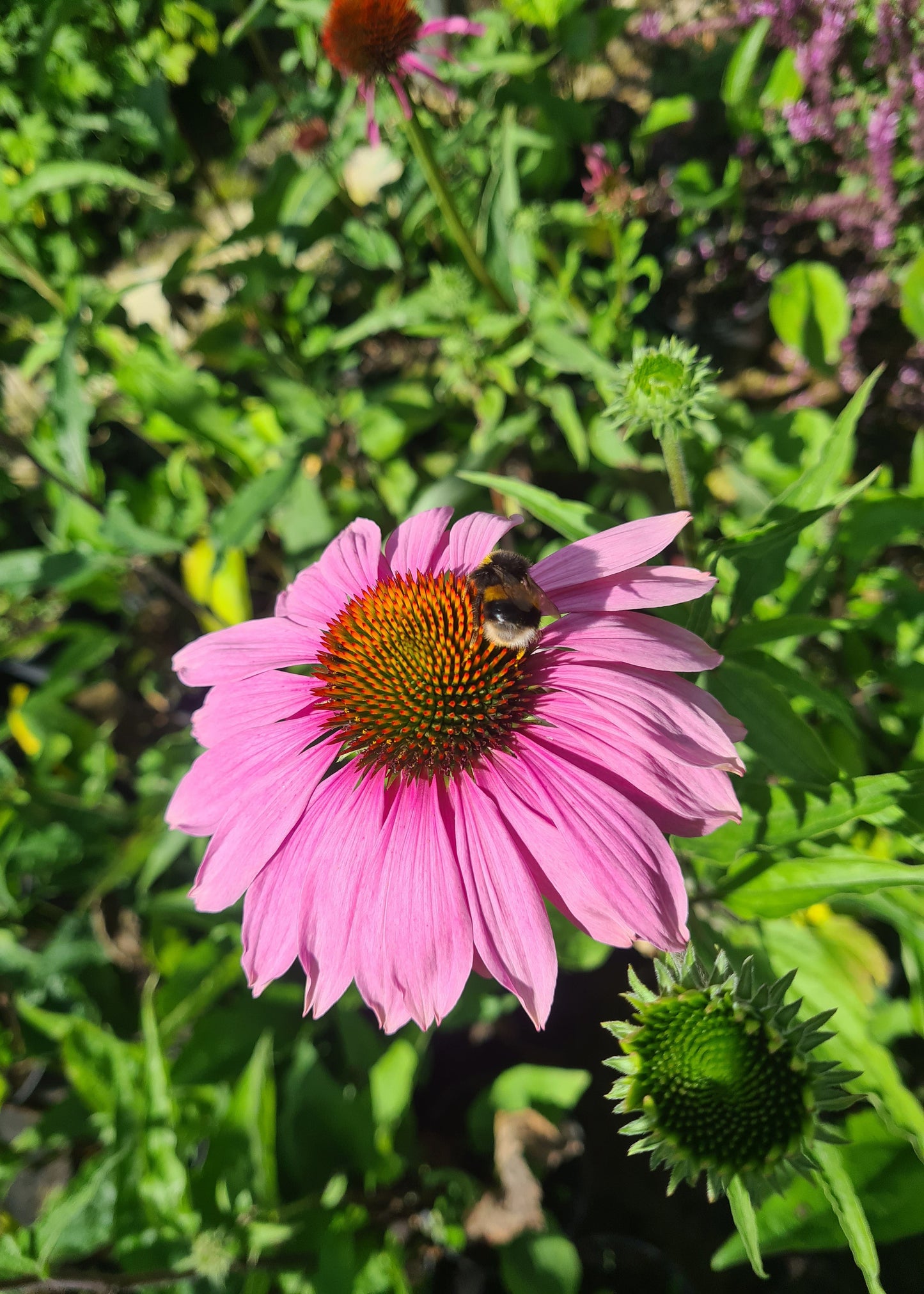 Echinacea purpurea 'Magnus'