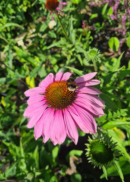 Echinacea purpurea 'Magnus'