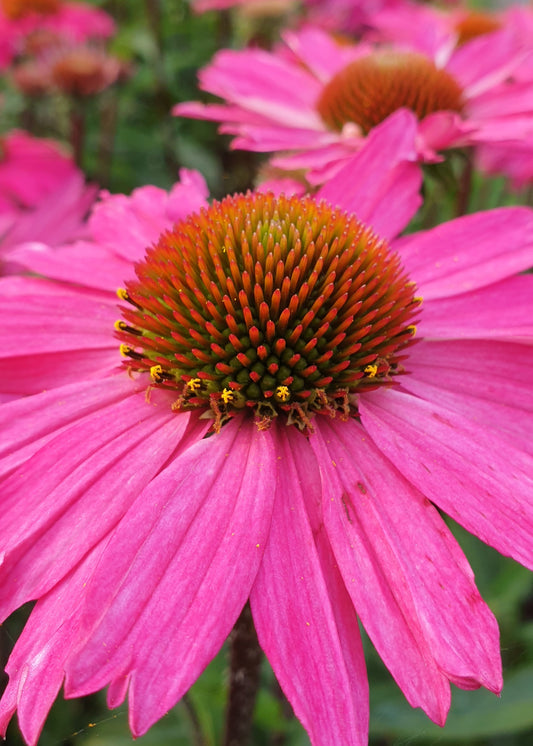 Echinacea purpurea 'PowWow Wild Berry'