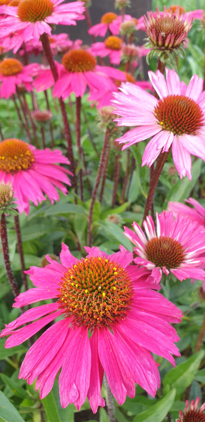Echinacea purpurea 'PowWow Wild Berry'
