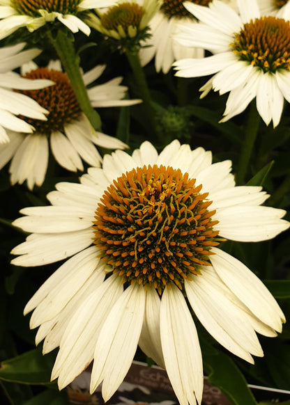 Echinacea purpurea 'PowWow White'