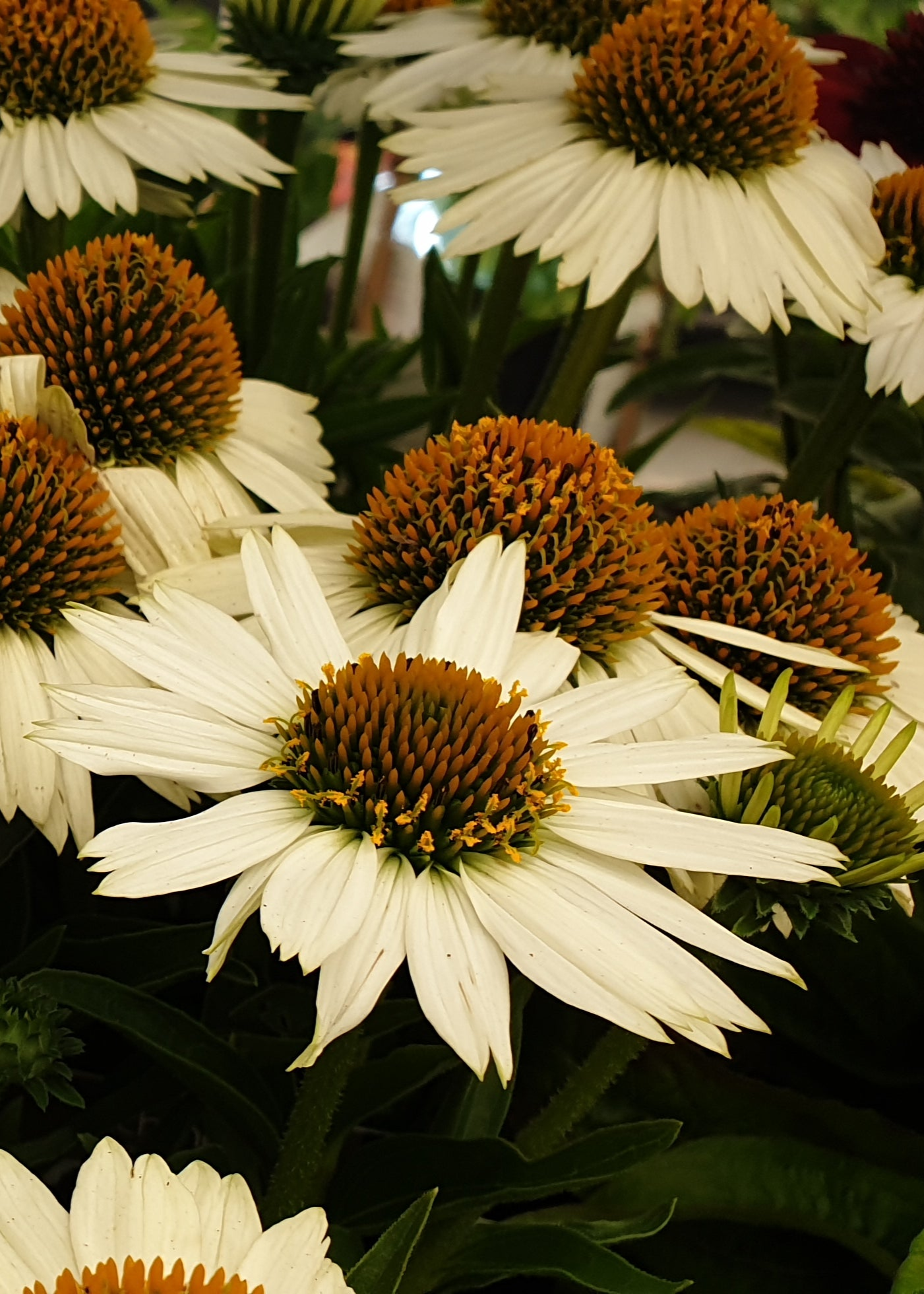 Echinacea purpurea 'PowWow White'
